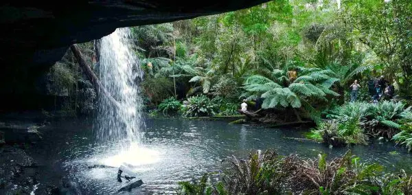 Otway Ferns & Falls