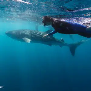 TakeShape Adventures - ningaloo_adventure_tour (3)