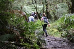 Yarra Trails Urban Hike featured image