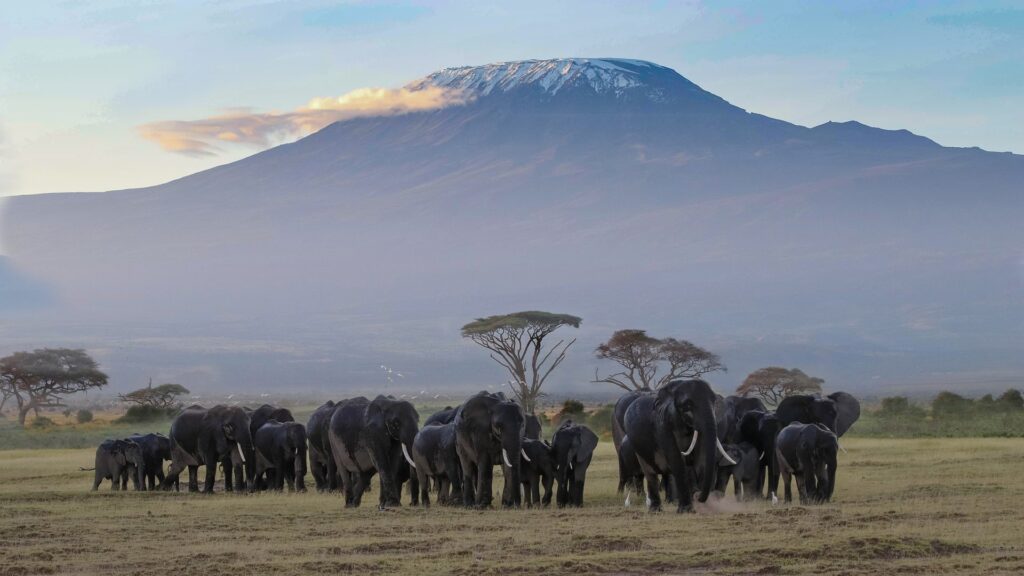 Packages and Gifts 2 Kilimanjaro 1024x576 1