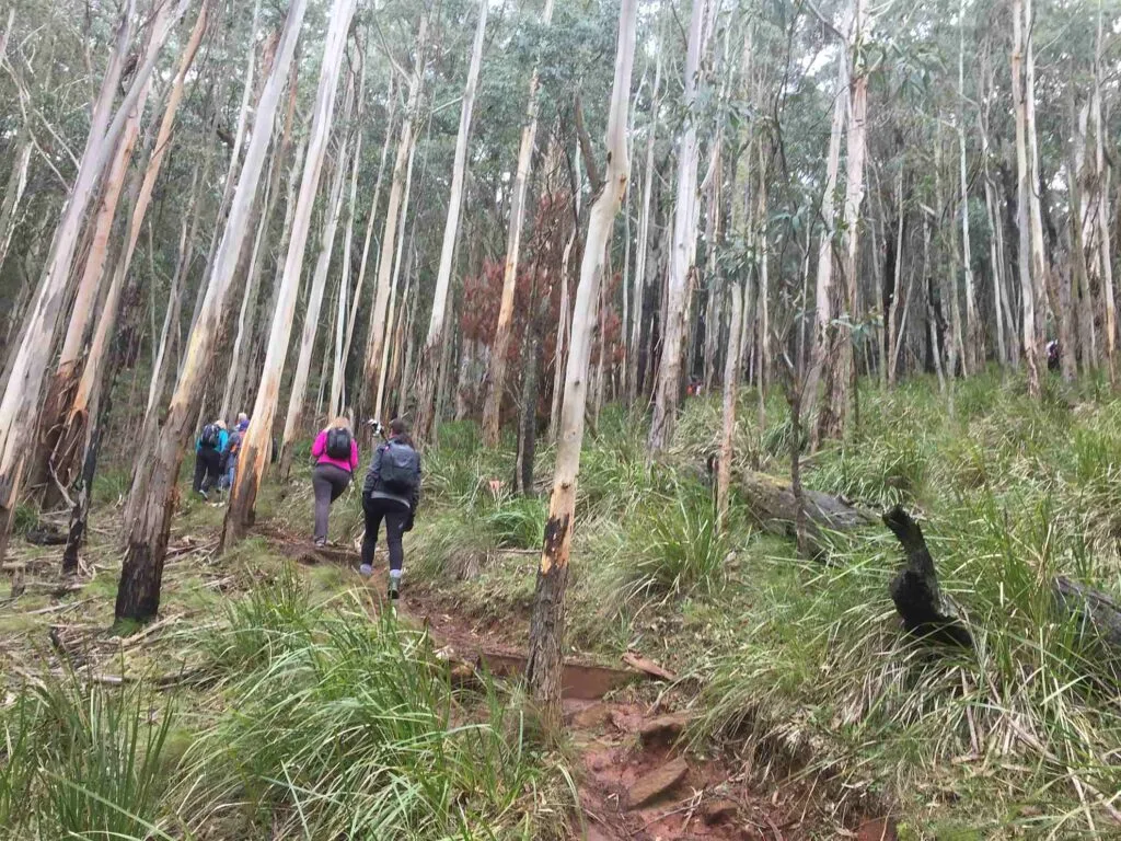 TakeShape Adventures - Mount-Macedon_DayHike_Track1.jpg