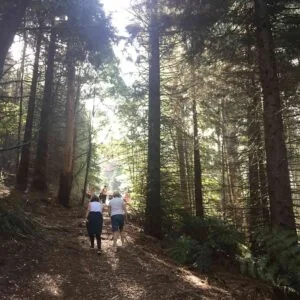 Victorian Day Hikes 17 TakeShape Adventures - Olinda_DayHike_Track1-e1617406021820.jpg