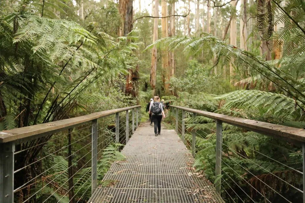 TakeShape Adventures - Otways_DayHike_Track1.jpg