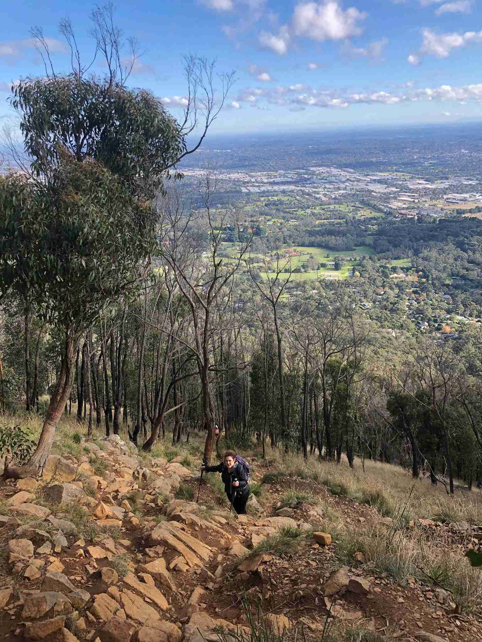 Dodds Track - Short Hike 1 TakeShape Adventures - ZigZagTrack_Fitness_forest1.jpg