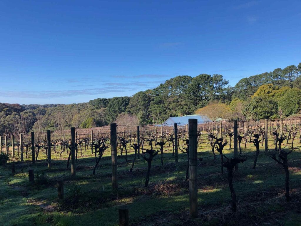 TakeShape Adventures - adventurefusion_redhillgourmet_vineyard1.jpg