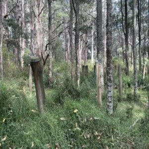 Victorian Day Hikes 18 TakeShape Adventures - belgrave_short_bush-scaled-1.jpg