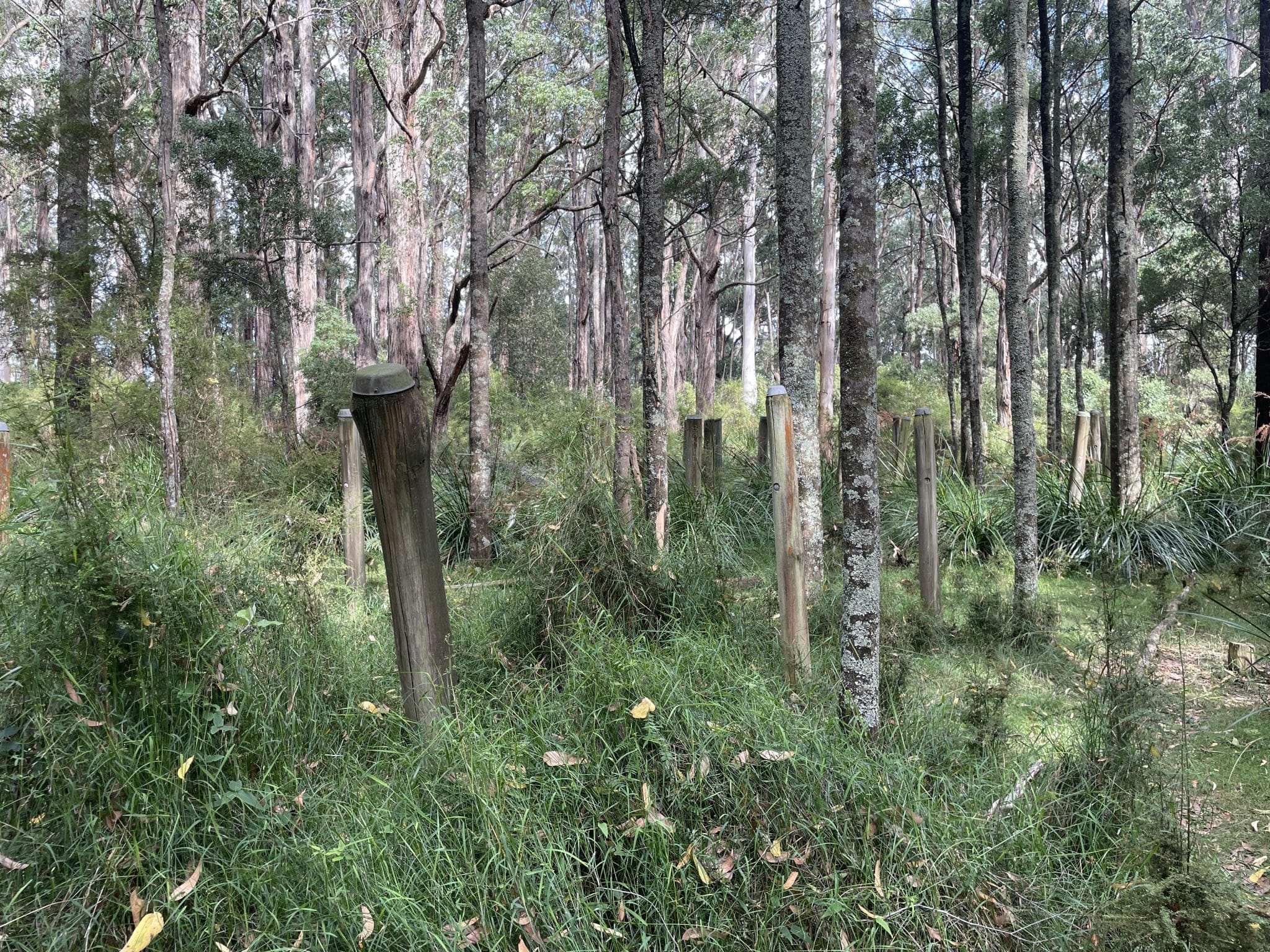 Happy Valley - Short Hike 1 TakeShape Adventures - belgrave_short_bush-scaled-1.jpg