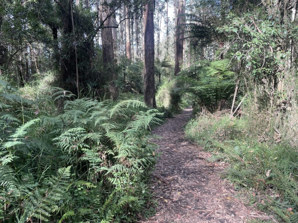 TakeShape Adventures - belgrave_short_track-scaled-1.jpg