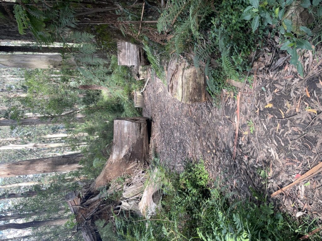 TakeShape Adventures - belgrave_short_trail-scaled-1.jpg