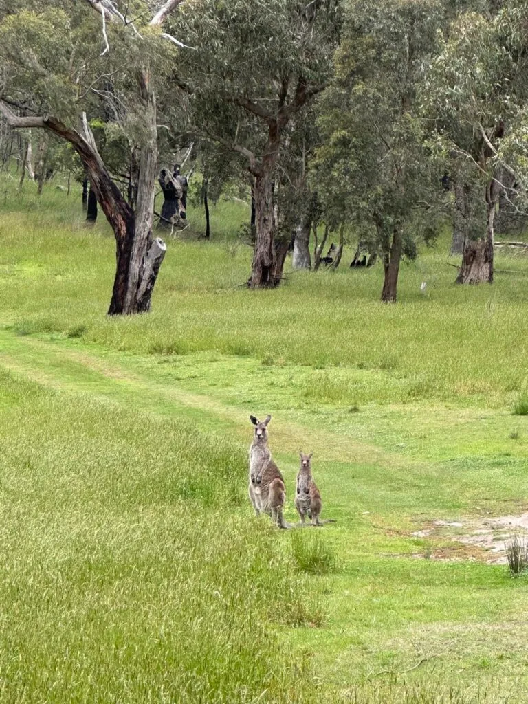 TakeShape Adventures - birdsland-3.jpg