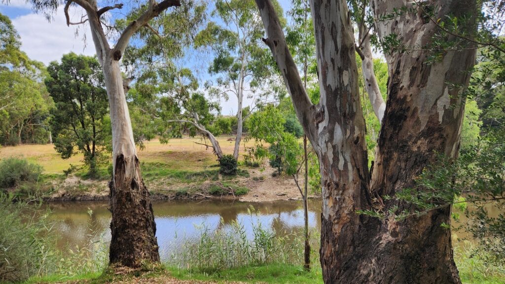 TakeShape Adventures - candlebark_scenery-3.jpg