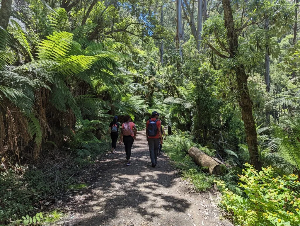 Dandenongs 5 Climbs