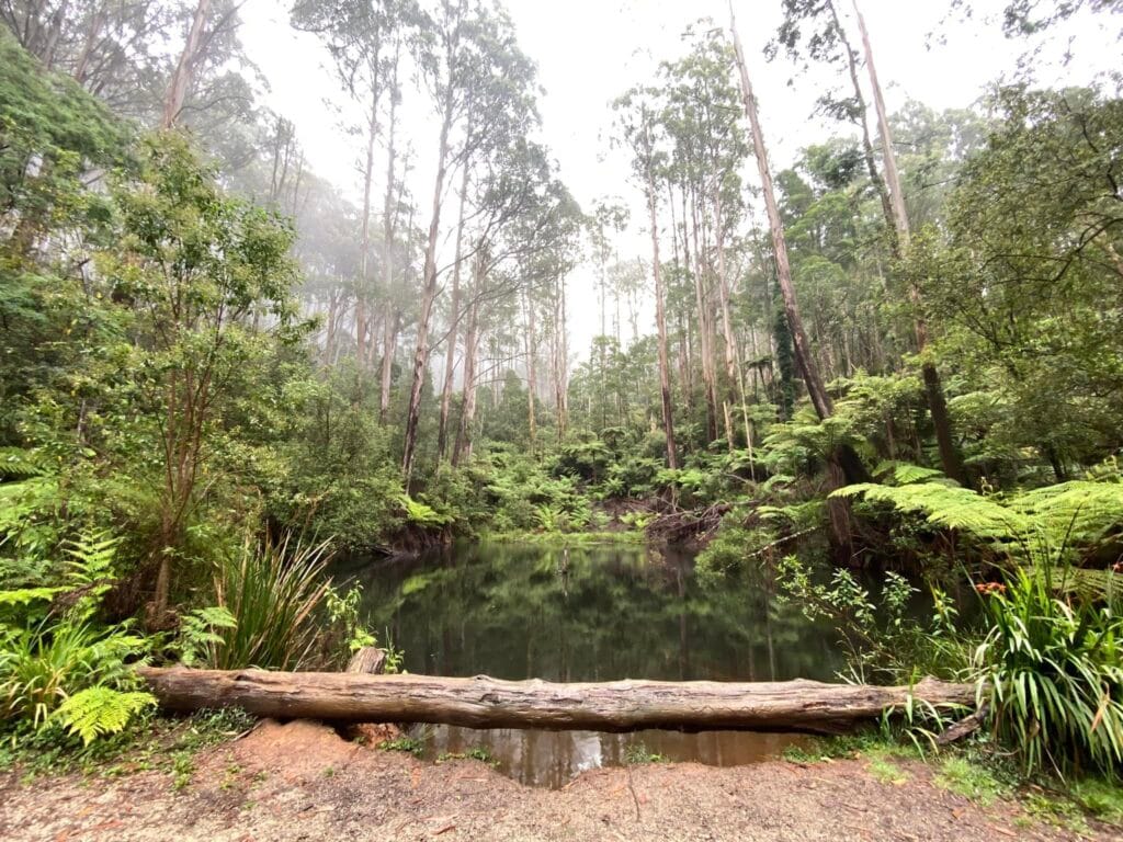 TakeShape Adventures - dandenongphotography-3.jpg