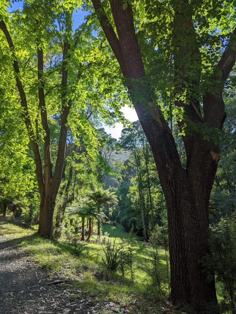 Dandenongs 5 Climbs