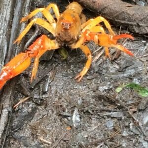 Griffith Falls & Dandenong's