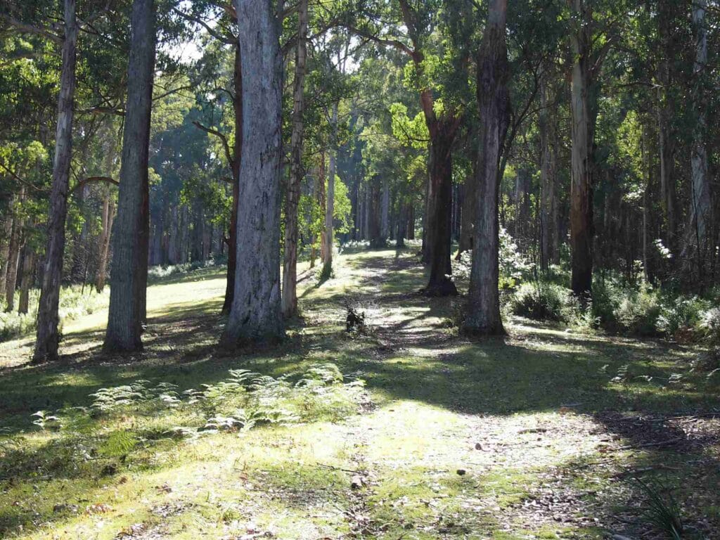 TakeShape Adventures - daywalk-mtstleonard-track1.jpg