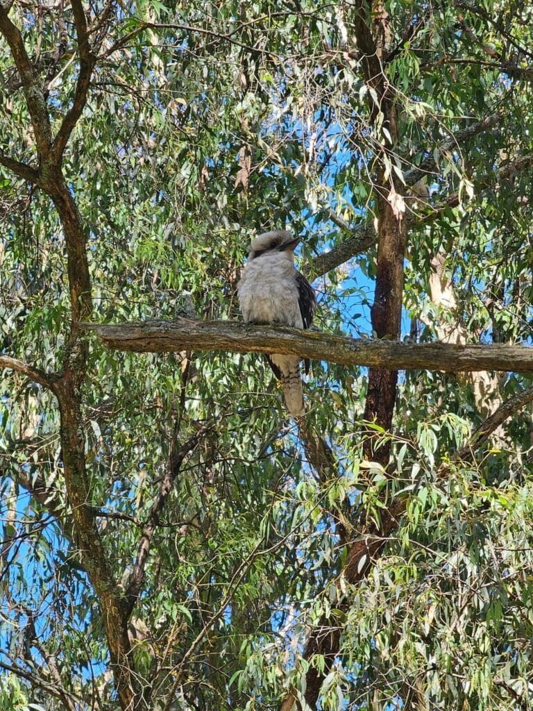 TakeShape Adventures - ferntreegully_smphoto-4.jpg