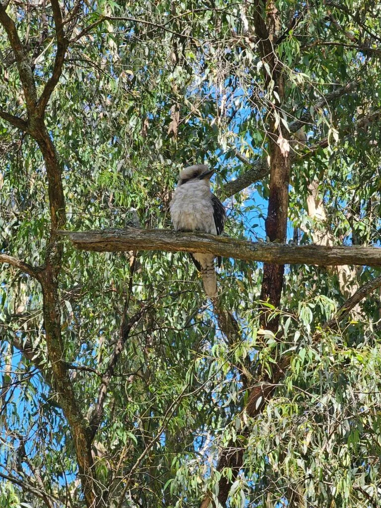 TakeShape Adventures - ferntreegully_smphoto-4.jpg