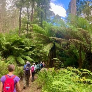 Silvan to Olinda Loop