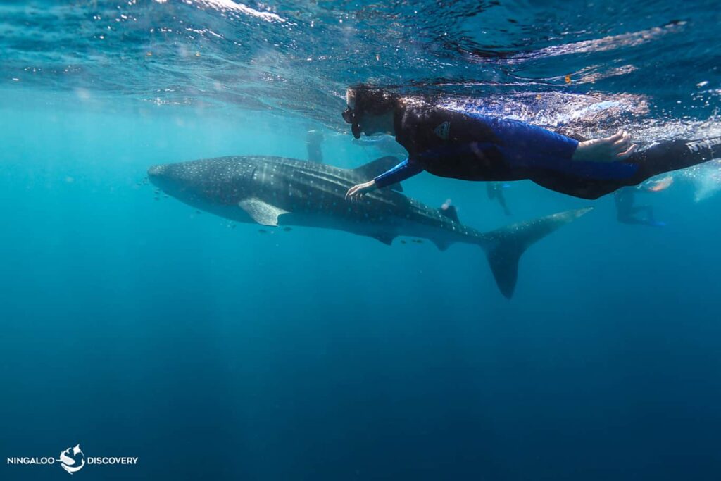 The Best Ways to Experience the Pristine Ningaloo Reef 3 ningaloo adventure tour 4