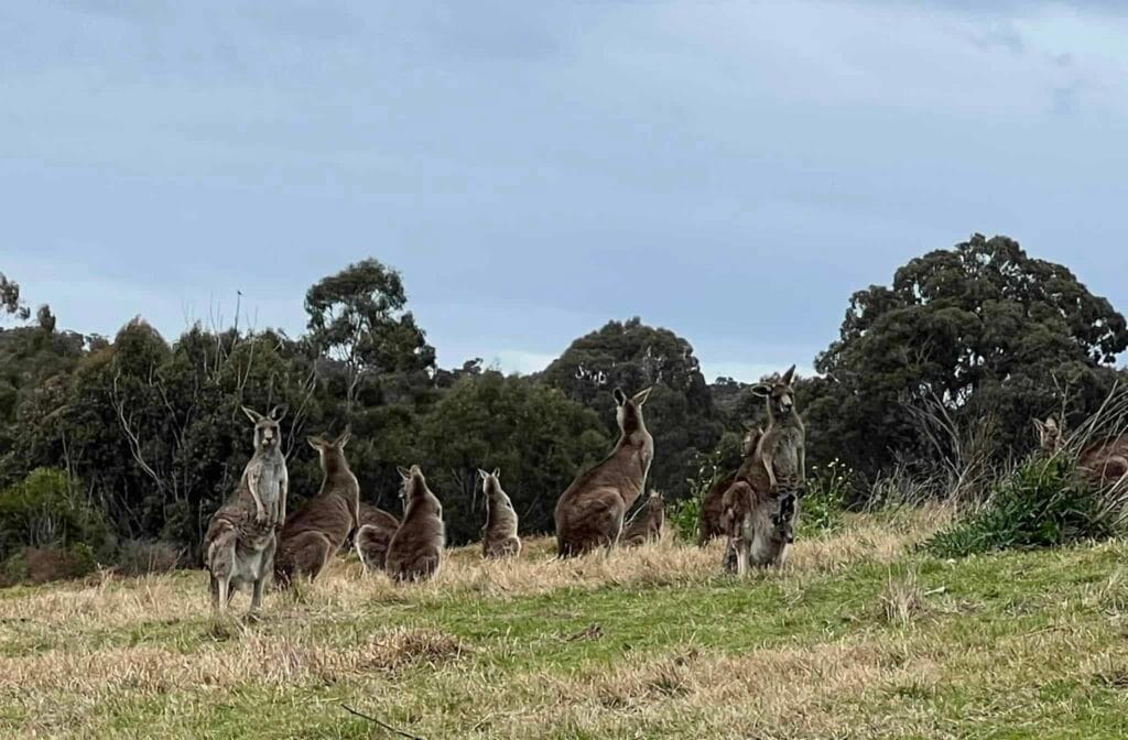 TakeShape Adventures - plenty-gorge-3.jpeg