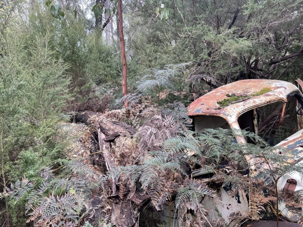 TakeShape Adventures - warramate-hills_short-hike_forest-scaled-1.jpg