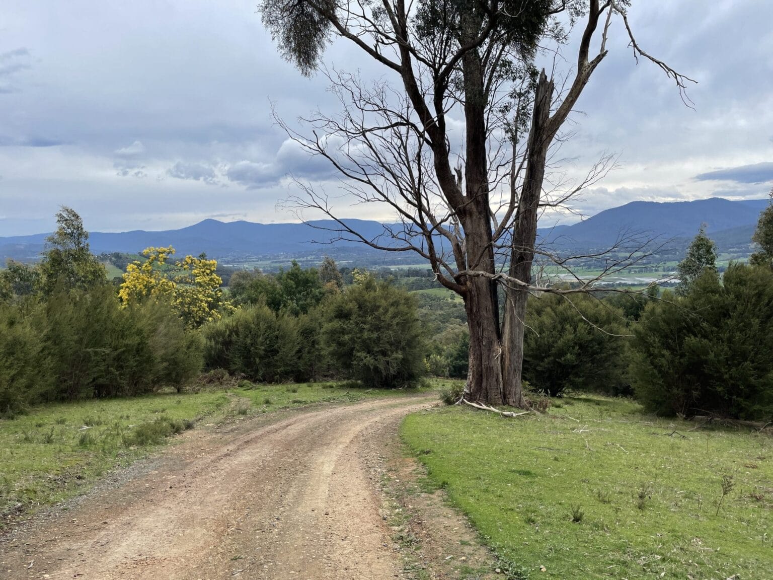 Warramate Hills - Short Hike