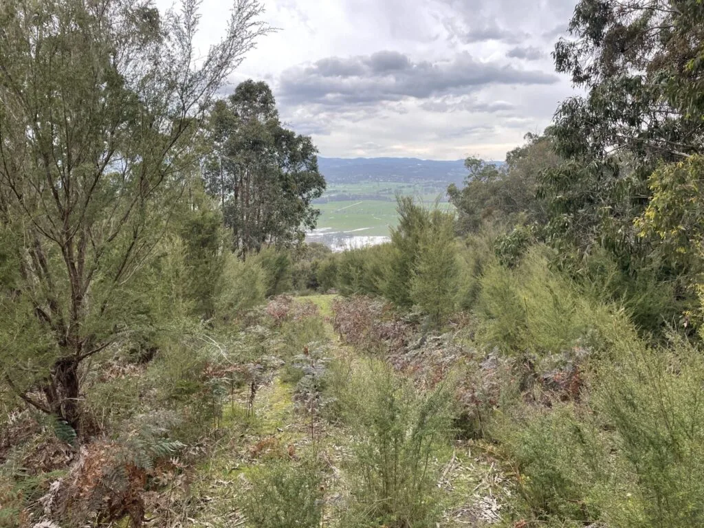 TakeShape Adventures - warramate_hills_short_hike_views-scaled-1.jpg