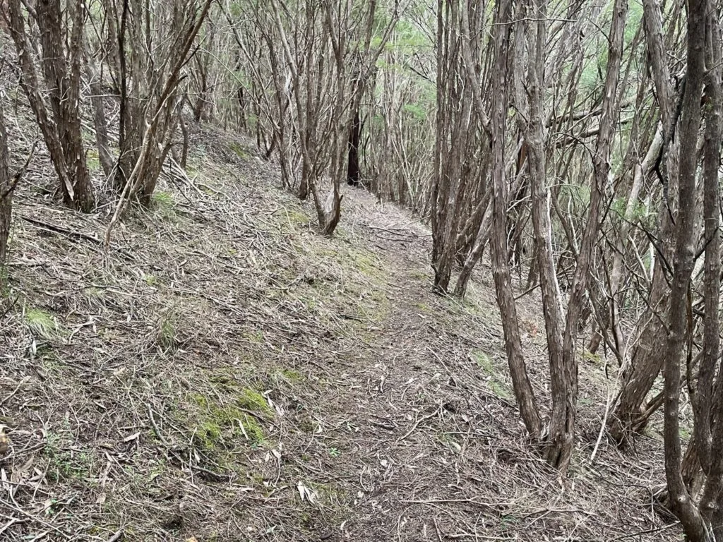 TakeShape Adventures - warramatehills_shorthike_track-1-scaled-1.jpg