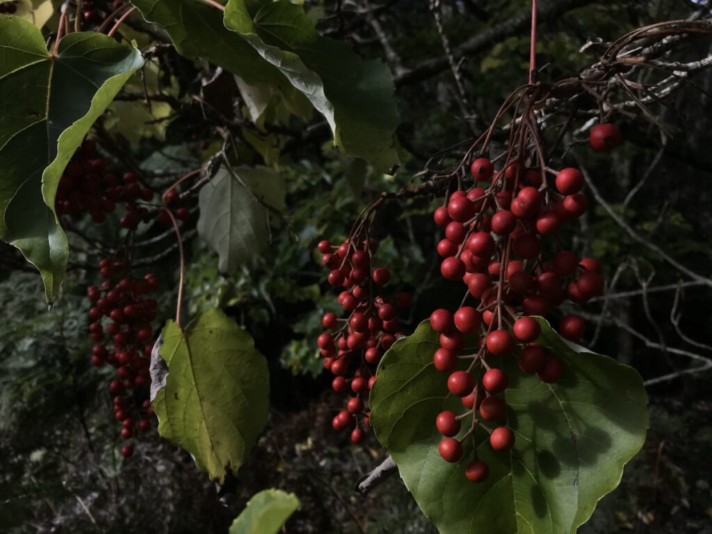 TakeShape Adventures - dandenongphotography (5)