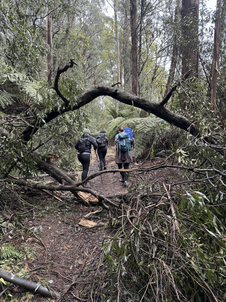 TakeShape Adventures - tanglefoottrack_13092025_2