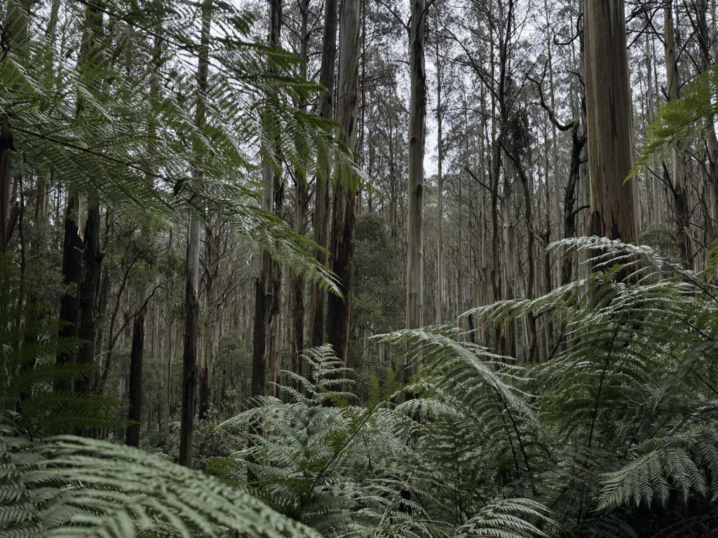 TakeShape Adventures - tanglefoottrack_13092025_3