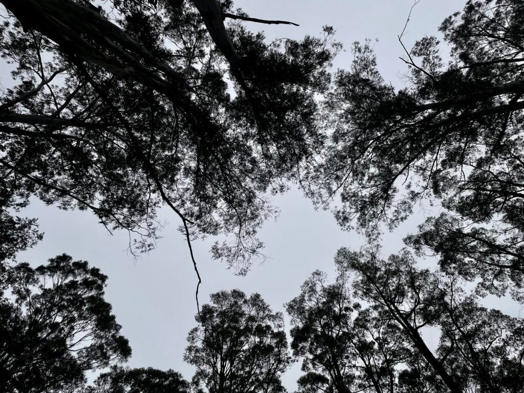 TakeShape Adventures - dandenongsphotography_22022026_15