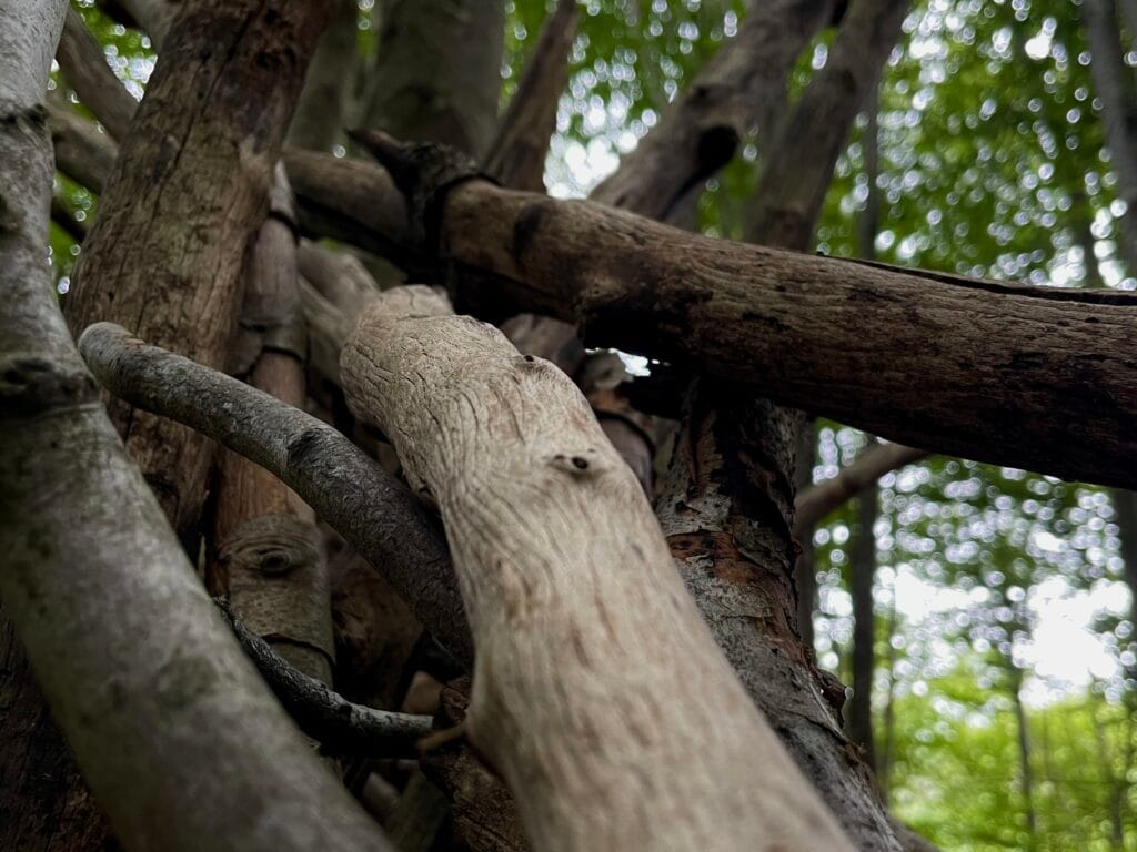 TakeShape Adventures - dandenongsphotography_22022026_16