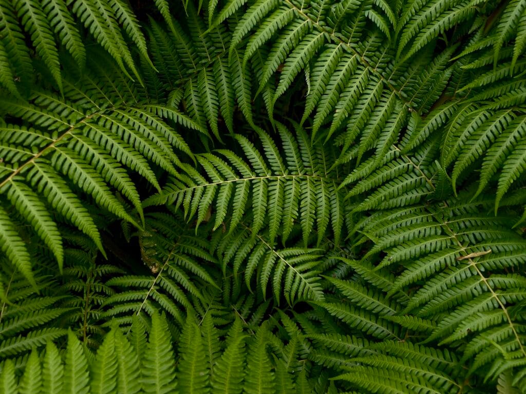 TakeShape Adventures - dandenongsphotography_22022026_3