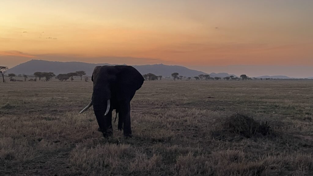 Kilimanjaro & Serengeti Safari