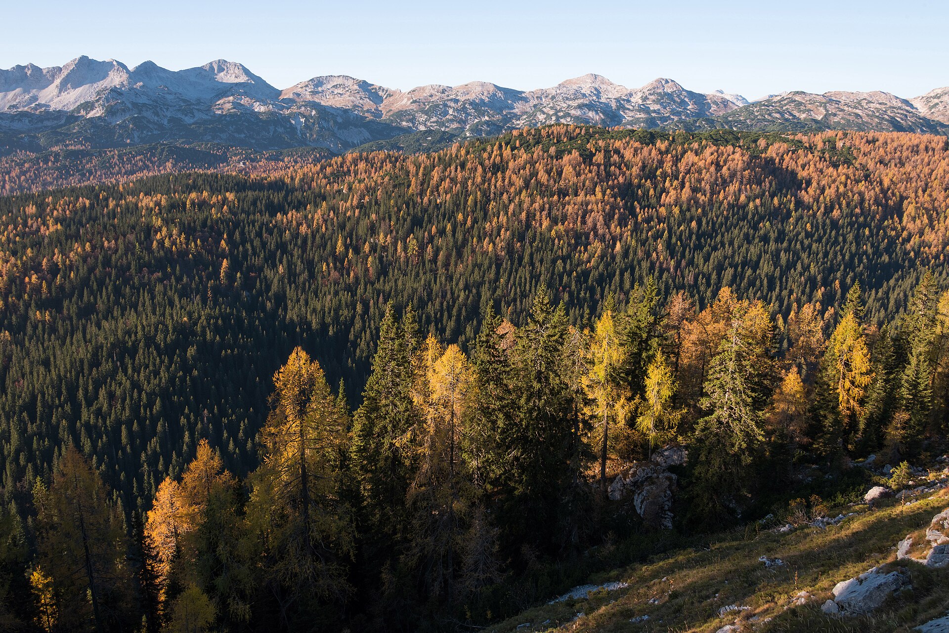 Larch forest and peaks in the Valley of the Seven Lakes, Julian Alps